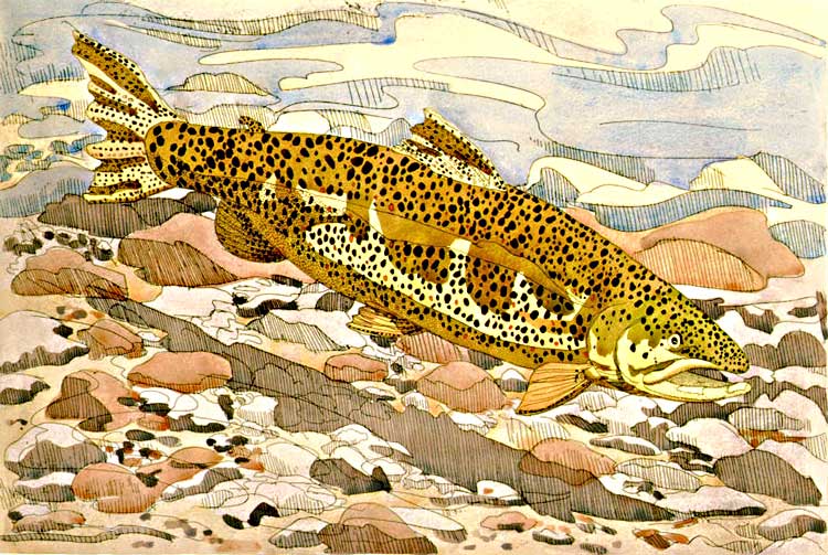 Brown Trout, 1975 - hand-colored etching on Arches White, 29 1/2 x 36 inches, sheet, edition 37
