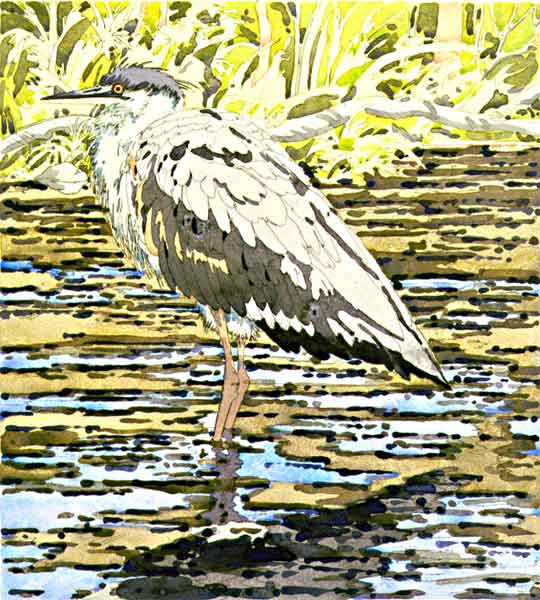 Immature Great Blue Heron, 1978   hand-colored etching on Arches Cover, 30 3/4 x 28 7/8 inches, sheet, edition 60