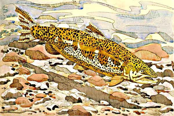 Brown Trout, 1975 - hand-colored etching on Arches White, 29 1/2 x 36 inches, sheet, edition 37