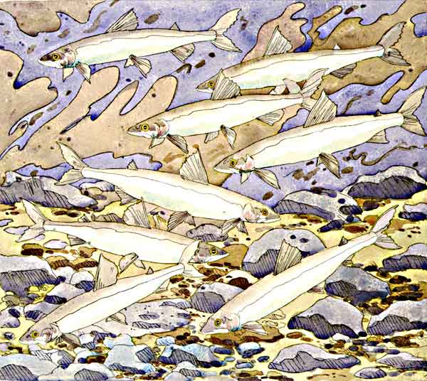 Smelts, 1977  hand-colored etching on Arches White, 22 1/4 x 25 1/8 inches, sheet, edition 40